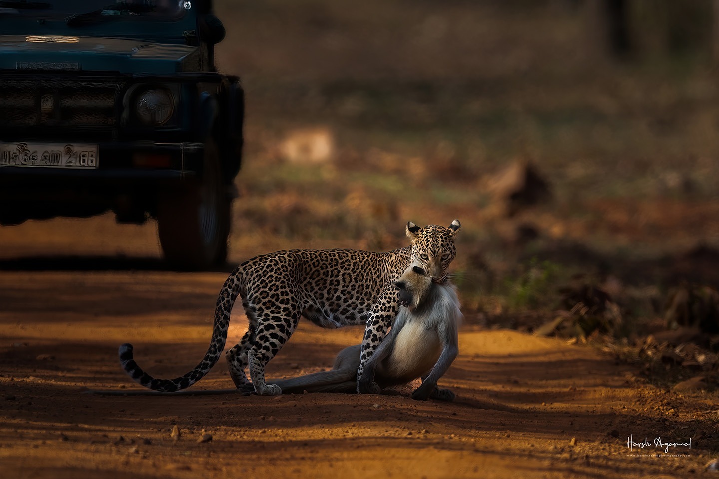 Tiger safari Tour India | India Tiger Safari tour | India Wildlife tour | | India Jungle safari