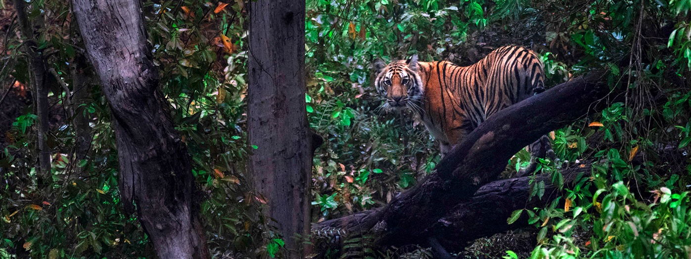 Tigers of India | Tiger safari In India | Tiger Tours in India