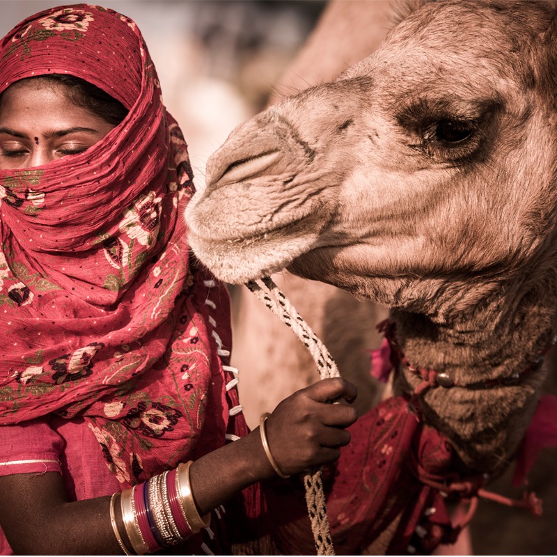 Pushkar Camel Fair Photography Tour | Pushkar Camel Fair | Pushkar Camel fair photo Tour | Best Pushkar Camel Fair Photo Tour | Harsh Agarwal Photography