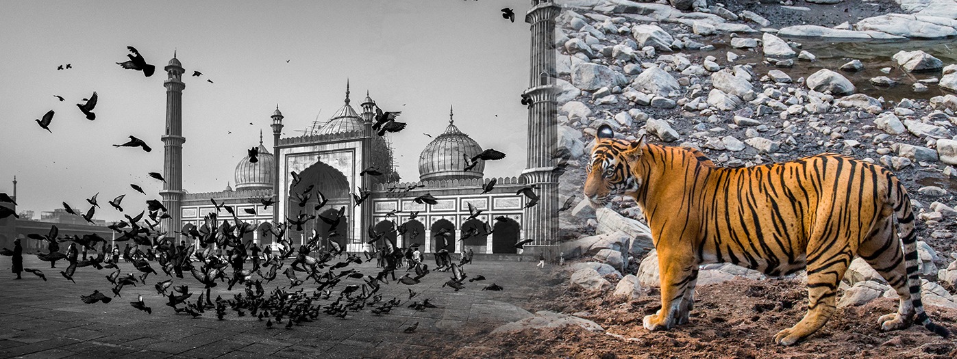 Wildlife Photo Tour | Tiger Safari India | Wildlife of India | Harsh Agarwal Photography