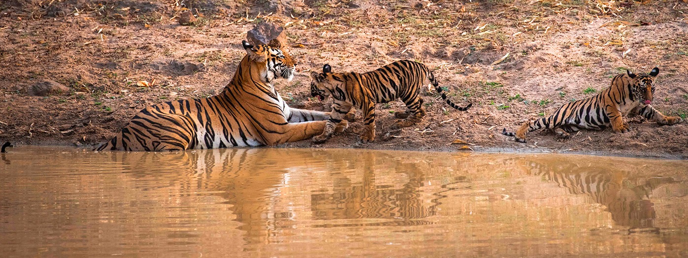 Tigers of India | Tiger safari In India | Tiger Tours in India