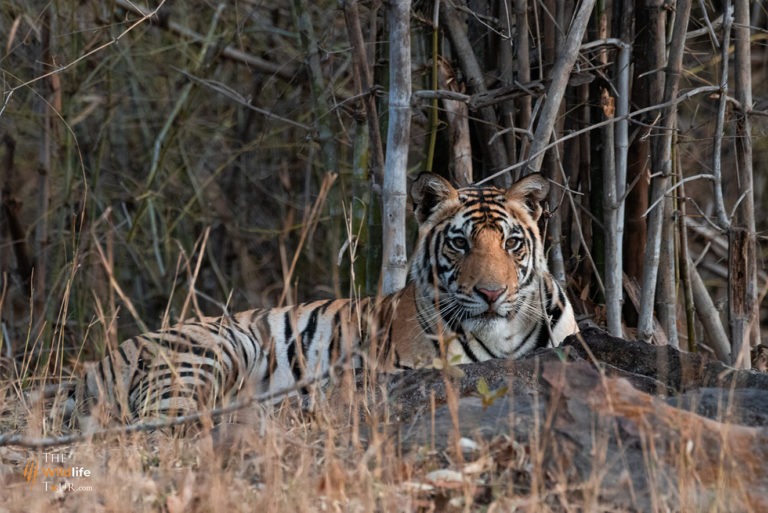 Tiger Safari India | India Tiger Safari | Tigers tour in India | wildlife trip in India | Taj Mahal Tour India | Private tiger safari India