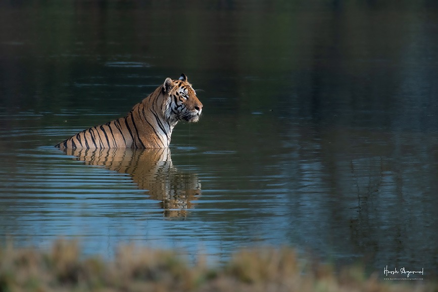 India's Tiger Population on the Rise